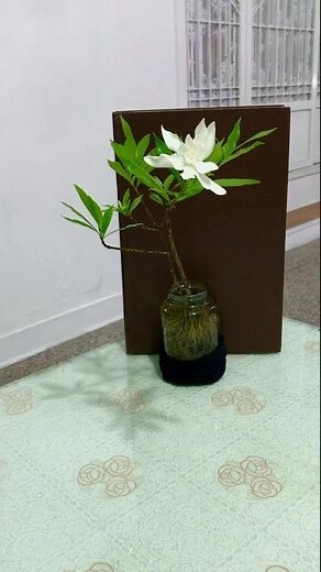 梔子花 水耕